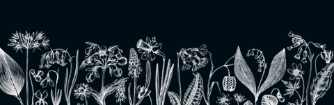 Horizontal vintage banner with wildflowers sketches. Floral backdrop on chalkboard. Delicate contoured blooming flowers and leaves border. Spring woodland or garden botanical vector background